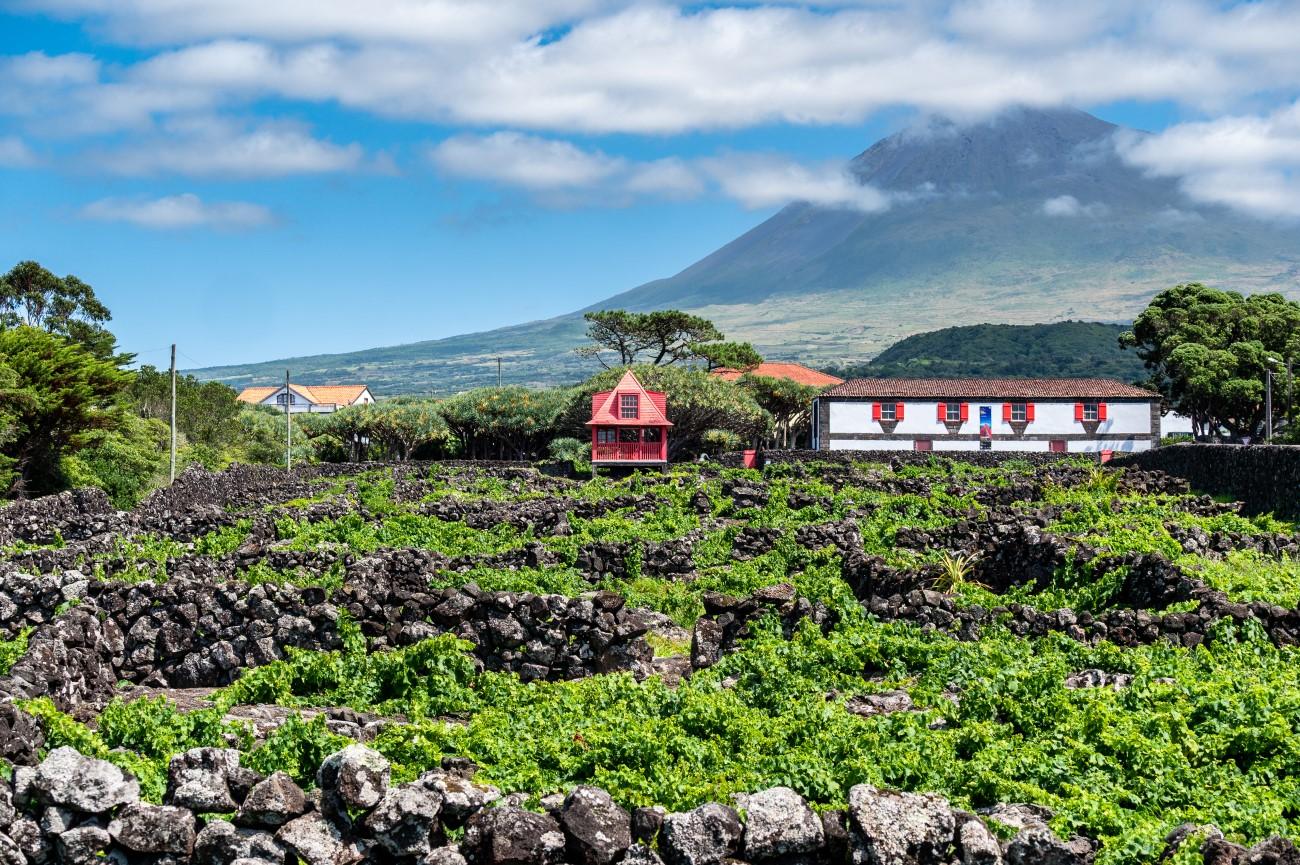 Vineyard landscape in the Azores